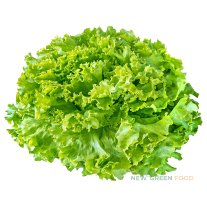 Xà lách xoăn VietGAP