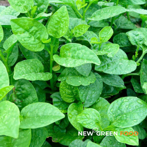 Rau Mồng tơi VietGAP