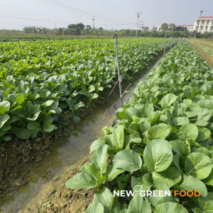 Cải ngọt VietGAP